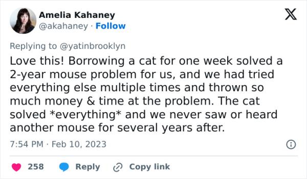 Woman Shares A Hilarious Co<em></em>nversation Between Her And Her Landlord Who Hired A Cat As Pest Control
