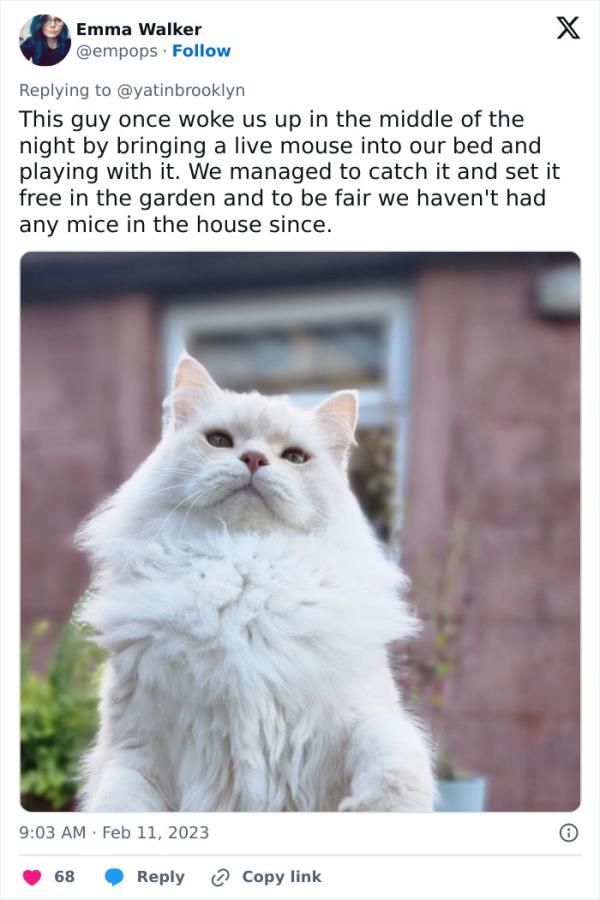 Woman Shares A Hilarious Co<em></em>nversation Between Her And Her Landlord Who Hired A Cat As Pest Control