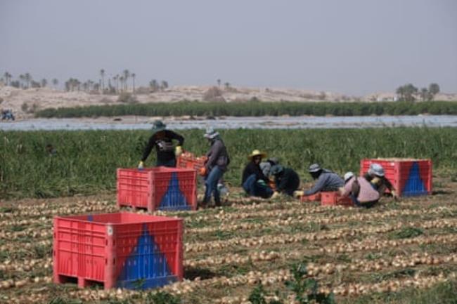 Thai agricultural workers working in an o<em></em>nion field in the Jordan valley, Israel