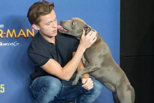 蜘蛛大电影_电影蜘蛛2_小蜘蛛荷兰弟电影顺序	超凡蜘蛛1电影高清