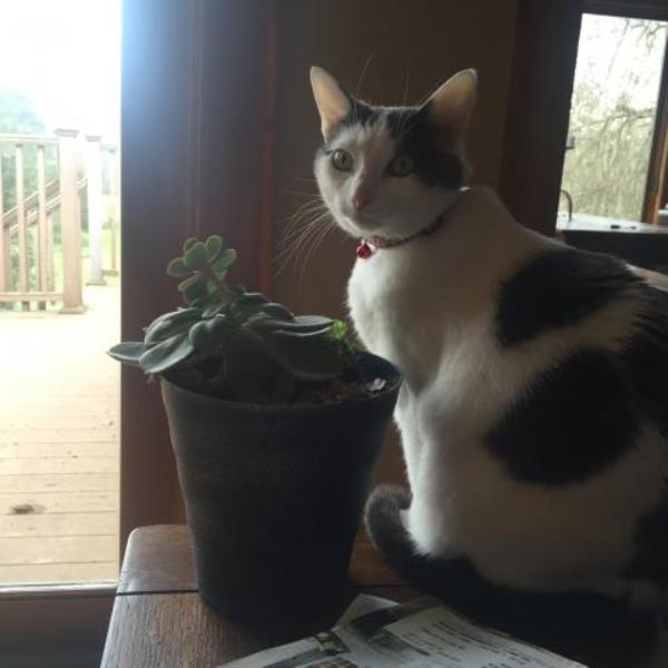 House cat