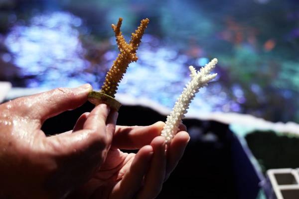 Living coral is seen at left, while dead coral is at right, at the Shedd Aquarium on Oct. 18, 2023. 